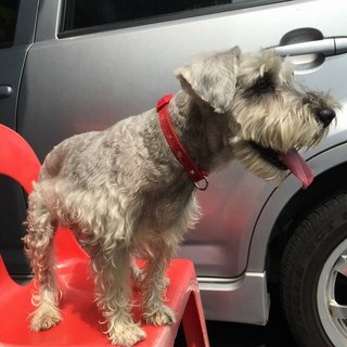 Daphne - Schnauzer Dog