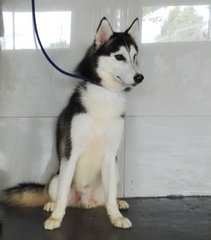 Cyrus - Husky Dog