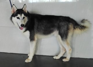 Cyrus - Husky Dog