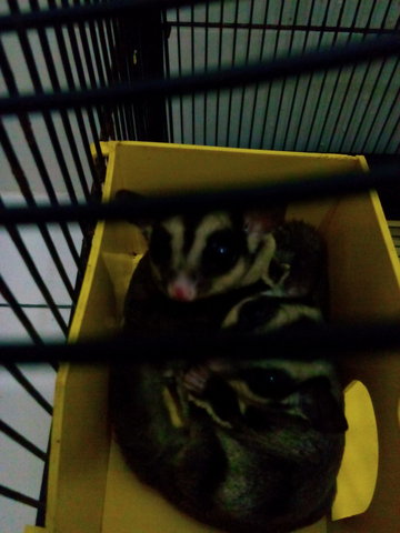 2 Sugar Gliders - Sugar Glider Small & Furry