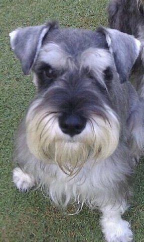 Bobo - Schnauzer Dog