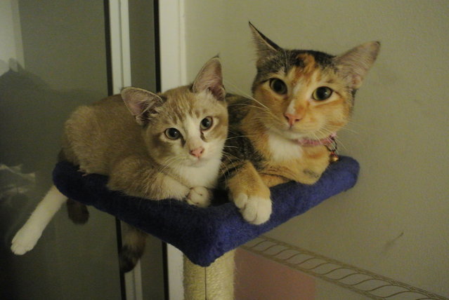 Mustard &amp; Tortilla - Domestic Short Hair Cat