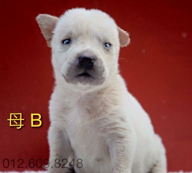 PF73145 - Mixed Breed Dog