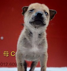 PF73145 - Mixed Breed Dog