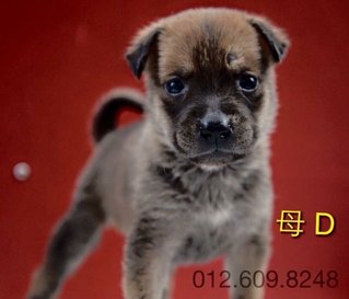 PF73145 - Mixed Breed Dog