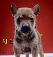 PF73145 - Mixed Breed Dog