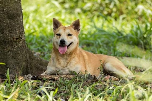 Murni - Akita Mix Dog