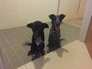 Multy &amp; Xanie - Mixed Breed Dog