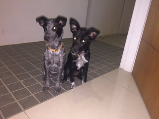 Multy &amp; Xanie - Mixed Breed Dog