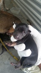 PF73165 - Mixed Breed Dog