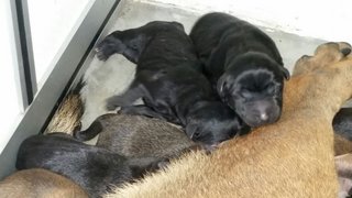 PF73165 - Mixed Breed Dog