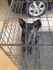 May in her cage when visitors drop by. She obediently listens to commands to enter her cage!