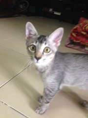 Roy - Domestic Short Hair Cat