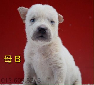 Puppy Female B