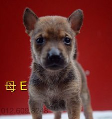 Puppy Female E