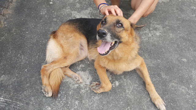 Lulu Found In Kajang - German Shepherd Dog Dog