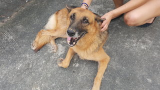 Lulu Found In Kajang - German Shepherd Dog Dog