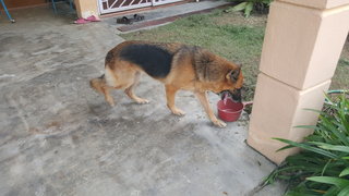 Lulu Found In Kajang - German Shepherd Dog Dog