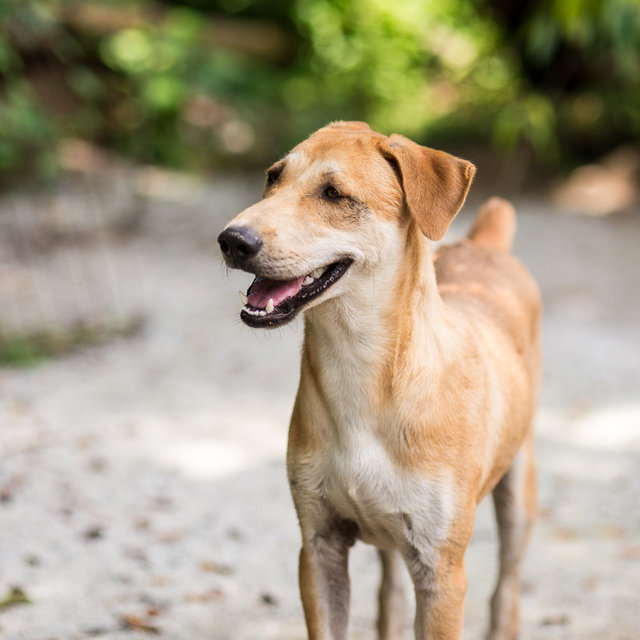 Ruben - Mixed Breed Dog