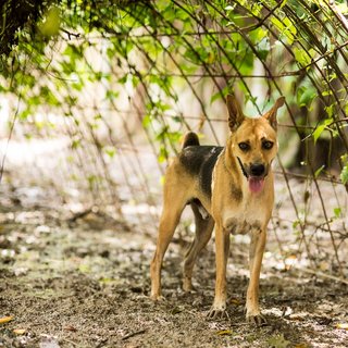 Luke - Mixed Breed Dog