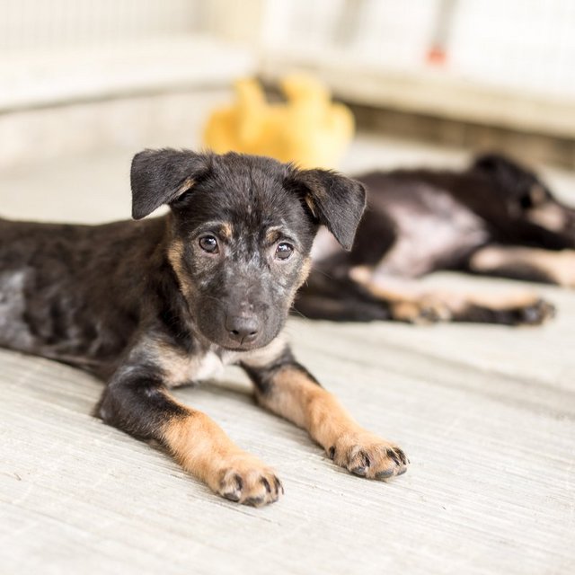 Neo - Mixed Breed Dog