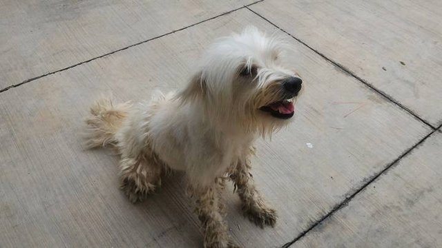 Girl - Maltese Dog