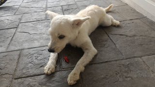 Girl - Maltese Dog