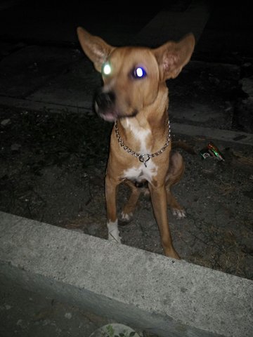 Found Dog In Pandan Indah - Mixed Breed Dog