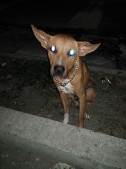 Found Dog In Pandan Indah - Mixed Breed Dog