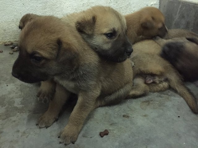 Cute Puppies At Damansara!! - Mixed Breed Dog