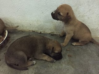 Cute Puppies At Damansara!! - Mixed Breed Dog