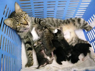 Lolo And Kids - Domestic Short Hair Cat