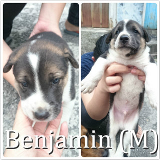 Benjamin **adopted** - Mixed Breed Dog