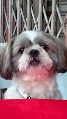 Avi Boy - Shih Tzu Dog