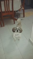 Avi Boy - Shih Tzu Dog