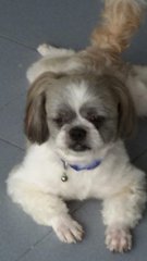 Avi Boy - Shih Tzu Dog