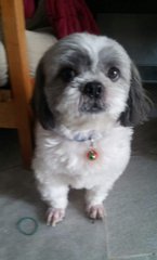 Avi Boy - Shih Tzu Dog