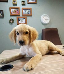 Golden Retriever - Big Sizequality  - Golden Retriever Dog