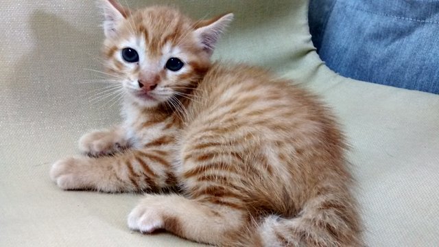 Free Orange Kitten For Adoption! - Domestic Medium Hair Cat