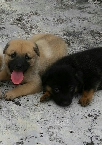 Brownie And Blacky - Mixed Breed Dog