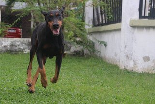 Zip - Doberman Pinscher Dog