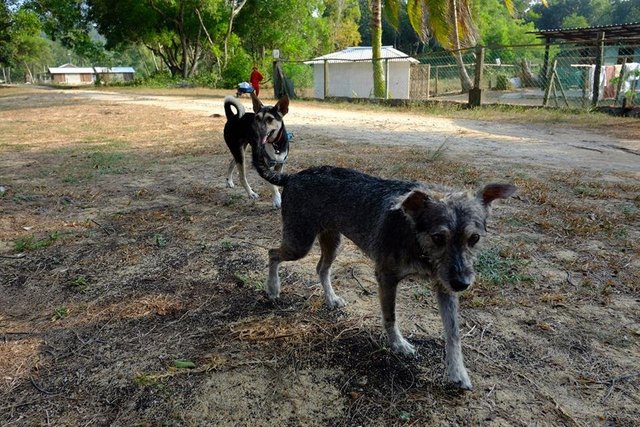 Mandy &amp; Luna - Mixed Breed Dog