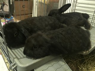 Lop Baby Bunnies  - Holland Lop Rabbit