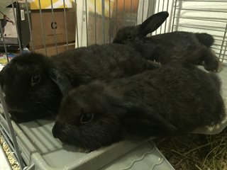 Lop Baby Bunnies  - Holland Lop Rabbit