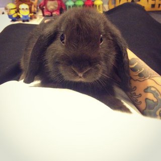 Lop Baby Bunnies  - Holland Lop Rabbit