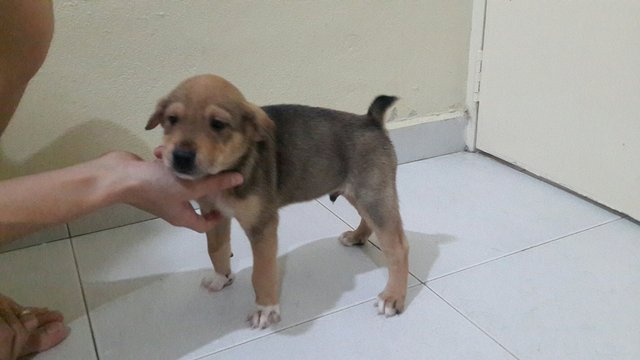 Boy Boy - Mixed Breed Dog