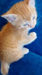 Three Cute Kittens Need Homes - Domestic Short Hair Cat