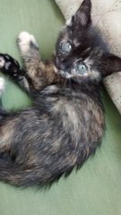 Three Cute Kittens Need Homes - Domestic Short Hair Cat