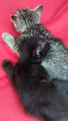 Three Cute Kittens Need Homes - Domestic Short Hair Cat