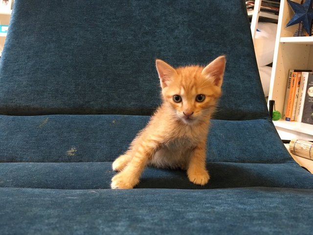 Three Cute Kittens Need Homes - Domestic Short Hair Cat